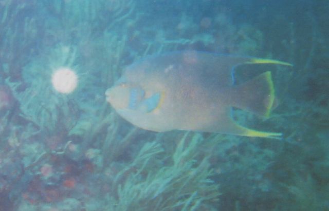 Lisa's Underwater Pics